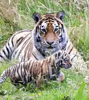 Netflix a lansat trailerul pentru „Tiger King 2”. Când va avea premiera