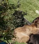 Sanctuarul de urşi de la Zărnești, în centrul atenției, la „Dosar România”. „Cred într-un cer fără gratii”