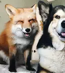 TVR anunță premiera unui nou serial documentar. Când începe „Prietenii neobişnuite”, seria filmată în 4K