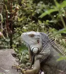 Pe vremea când David Attenborough nu era „Sir”. Cum și-a început cariera celebrul naturalist britanic