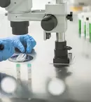  FIV: Ce presupune fertilizarea în vitro