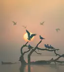 „România sălbatică”, super documentarul dedicat naturii din România, disponibil pe HBO Max