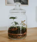 Cum să aveți grijă de un terariu de apartament