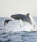 Shark Week 2022 începe la Discovery. Documentarele în premieră