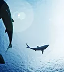 Sharkfest începe la National Geographic Wild cu premiera „Fălci versus bărci”. Ce alte documentare sunt în program