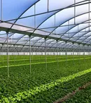 De ce ai nevoie in gradina ta de un solar pentru cultivarea legumelor ?