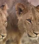 National Geographic Wild difuzează în februarie programul de documentare „Duminici cu feline” 