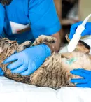 Tot ce trebuie să știi despre acneea felină - de ce este important să te prezinți cu pisica la medic în Suceava