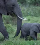 National Geographic, program special de Ziua Pământului. Când este difuzat documentarul produs de James Cameron