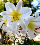 Cum se îngrijesc corect crinii imperiali? 7 sfaturi utile