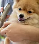 Tunsul câinilor cu blană lungă: Ghid practic