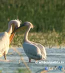 Episodul 2 al seriei "Wild Carpathia", sâmbătă, la TVR