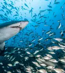 BBC Earth va difuza, în premieră, pe 12 iulie, documentarul „Rechinii” | FOTO