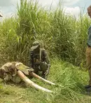 „Teroriștii fildeșului” începe, în septembrie, la National Geographic
