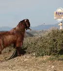 „Ferma vedetelor” se pregătește de start!