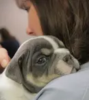 Nat Geo WILD anunță premiera „Animale la Urgență”