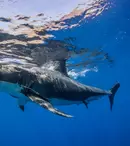 La Discovery începe „Shark Week”. Programele sunt disponibile și online