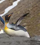 Marți, pe 25 aprilie, Animal Planet sărbătorește Ziua Mondială a Pinguinilor!