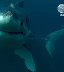 GALERIE FOTO. Luni, 23 iulie, Shark Week se întoarce la Discovery Channel pentru cea de-a 30-a aniversare