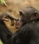 GALERIE FOTO. „Cimpanzeii”, primul episod al seriei „Dinastii”, va fi difuzat astăzi de BBC Earth