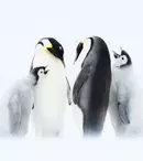 GALERIE FOTO. Astăzi, BBC Earth difuzează al doilea episod al seriei „Dinastii” – „Împăratul”