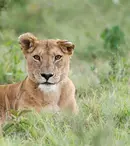 GALERIE FOTO. „Leul”, al treilea episod al seriei „Dinastii”, va fi difuzat astăzi, 6 decembrie, la BBC Earth