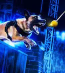 History transmite în exclusivitate reality show-ul „Câini polițiști de top”