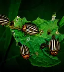 (P) Protejează-ți recoltele de legume eficient cu insecticide Esenzi !