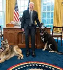 Incident la Casa Albă. Câinii noului președinte Joe Biden au fost trimiși înapoi acasă