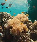 Discovery difuzează un documentar inedit: „Lupta din adâncuri: Reciful de corali”. Când are premiera