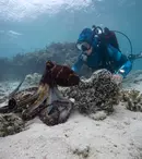 Când are premiera „Secretele caracatiței” pe National Geographic Wild. Regizat de James Cameron, serialul a fost premiat cu Emmy
