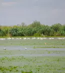 ROventura, 7 septembrie 2024. O călătorie fascinantă la Crișan, în minunata Delta Dunării