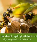 Scapă de viespi rapid și eficient: soluții sigure pentru curtea ta