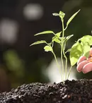 Îngrășăminte – rolul lor în îngrijirea plantelor și greșelile care fac mai mult rău decât bine