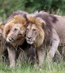 National Geographic, program special în august 2026. Premierele „Leul”, „11 Septembrie: Reuniunea” și noi documentare spectaculoase