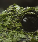 Ce vedem la National Geographic și National Geographic Wild în octombrie 2026. Premierele lunii