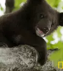 „Destination Wild” are premiera astăzi la Nat Geo Wild