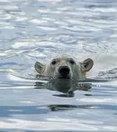 Documentarul „Sălbăticia Alaskăi” are premiera, duminică, la BBC Earth