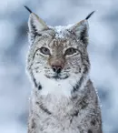 Premierele zilei, 17 septembrie: „The Human Voice”, „Lux Æterna”, „Boss Baby: Afaceri de familie” și „România sălbatică” intră în cinematografe