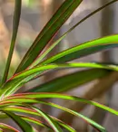 Dracena – floarea fericirii