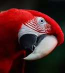 Păsările dorm și visează în timpul zborului?