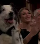 Messi, cățelul din „Anatomia unei prăbușiri”, are propria emisiune TV. Ce știm despre show-ul pregătit pentru „George Clooney în variantă canină”
