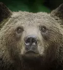 „Transilvania: urșii din spatele casei”, un documentar filmat în România, în premieră la Viasat Nature. Programul de difuzare