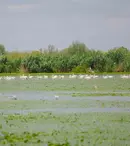 ROventura, 7 septembrie 2024. O călătorie fascinantă la Crișan, în minunata Delta Dunării
