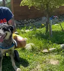 Papi Land - Prieteni pe viață, o nouă emisiune la Prima TV. Când începe show-ul dedicat iubitorilor de animale