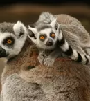 Noutățile lunii februarie 2025 la National Geographic și National Geographic Wild