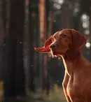 Vizsla maghiară: temperament și recomandări pentru îngrijirea corectă a acestei rase