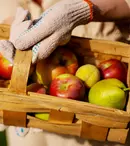 Cum alegi produsul potrivit în funcție de fenofaza culturii