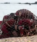 Proba extremă la Desafio: Aventura: concurenții prinși într-un „bulgăre uman” și aruncați în mare. „M-a nenorocit”. - Ce se întâmplă în ediția din 19 ianuarie