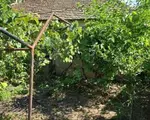 Satul din România unde se vinde o proprietate cu două case, două anexe și 1.500 mp de teren, la 56.200 de lei